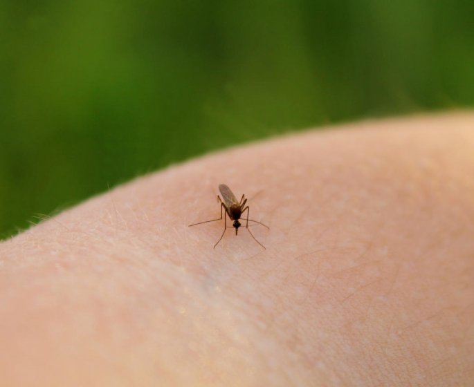 Piqure de moustique douloureuse : est-ce une allergie ?