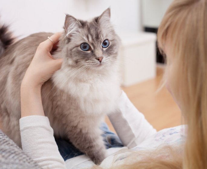 Allergie aux chats : un vaccin bientot en phase de test chez l’humain