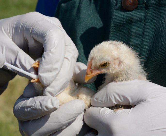 Grippe aviaire : apres H5N1, H7N9 ?