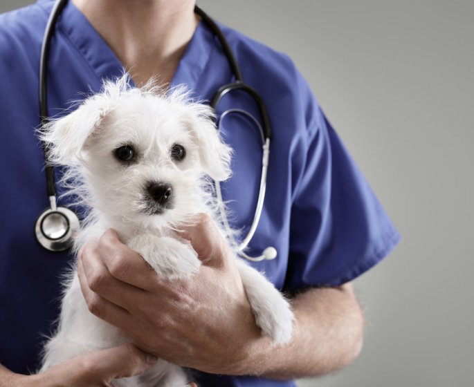 Covid-19 : les veterinaires peuvent aider a soigner les malades humains