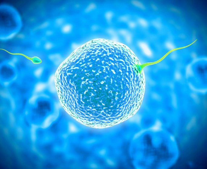 Quelle est la difference entre un ovocyte et un ovule ?