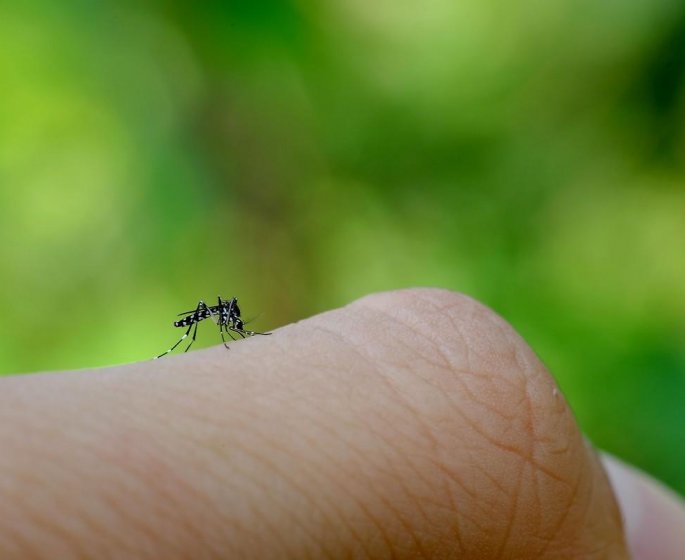 Les astuces pour se proteger du moustique tigre