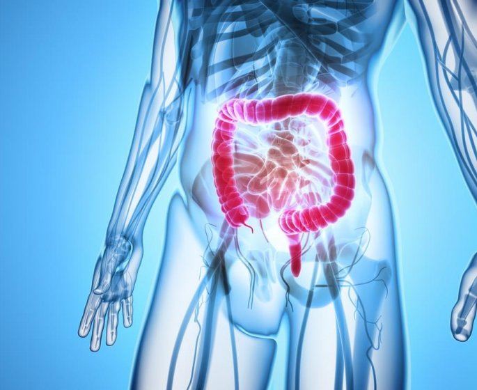 Microbiote : des signes d’osteoporose dans l’intestin ?