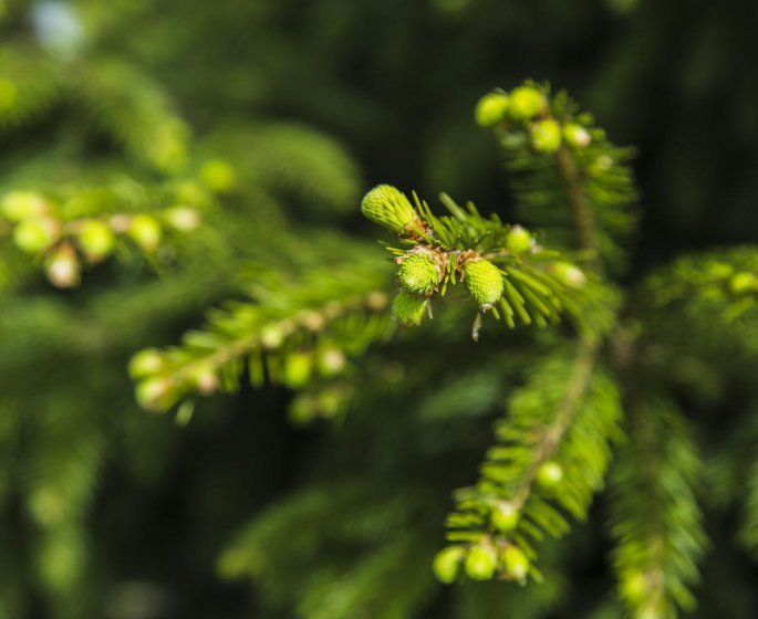 Sinusite : le bourgeon de pin comme remede naturel