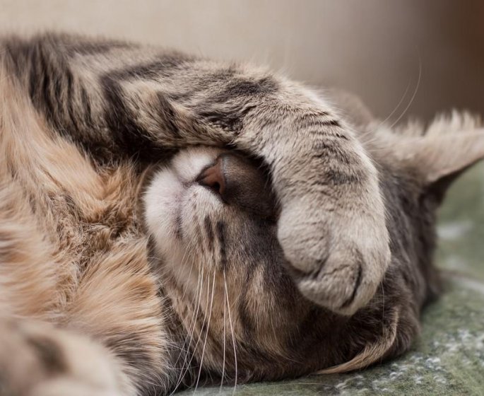 25 signes qui montrent que votre chat ne va pas bien