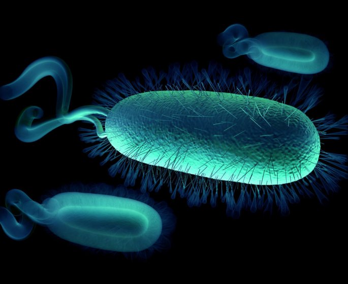 Helicobacter pylori et ulcere : le test Helikit