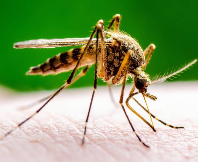 Moustiques : les humains attirent les especes les plus dangereuses
