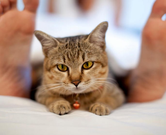 Comment votre chat peut vous donner Alzheimer