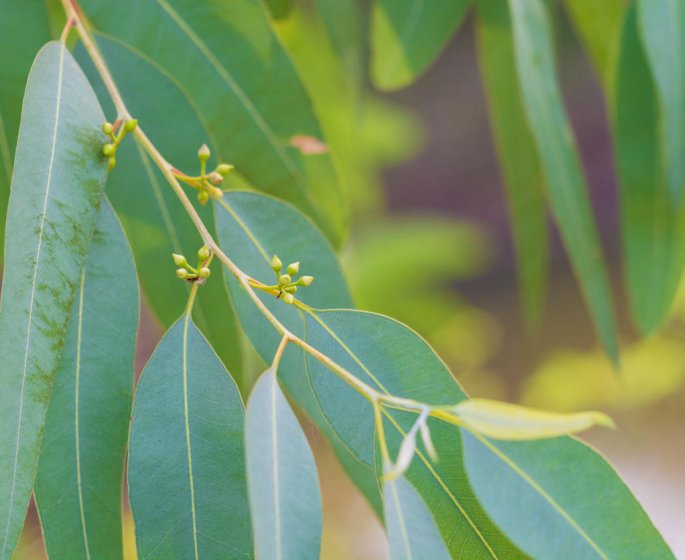 Contre le rhume : les inhalations d-eucalyptus