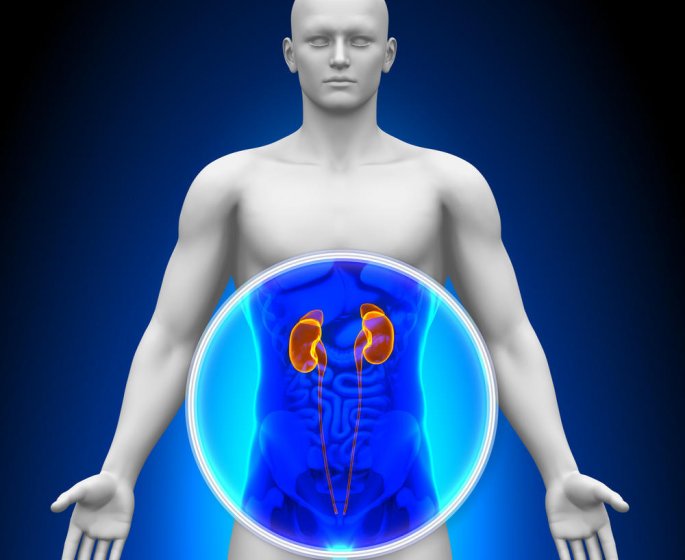 Cancer du rein : symptomes, causes, pronostic, traitements