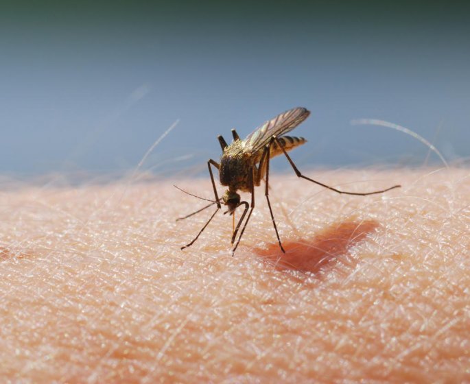 Paludisme : pourquoi il risque de tuer plus que le coronavirus en Afrique