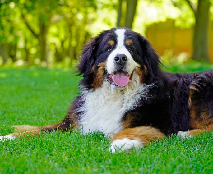 Un medicament capable de prolonger la duree de vie des chiens bientot commercialise
