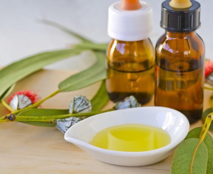Eucalyptus : une huile essentielle anti rhume