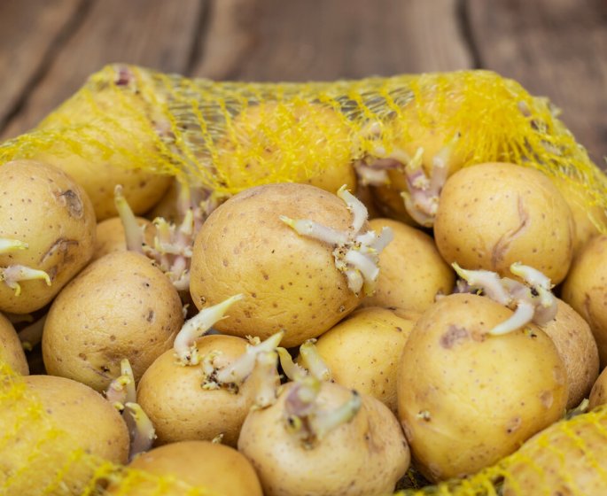 Est-ce vraiment sans risque de manger des pommes de terre germees ?