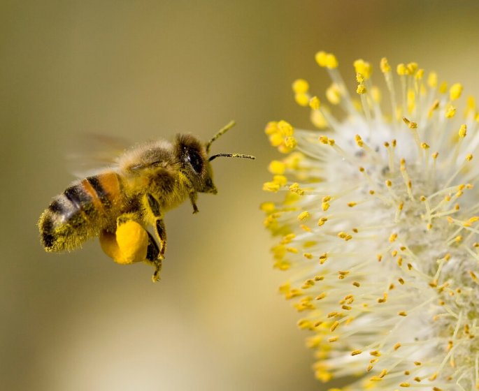 Retirer le dard d’une abeille : conseils et precautions
