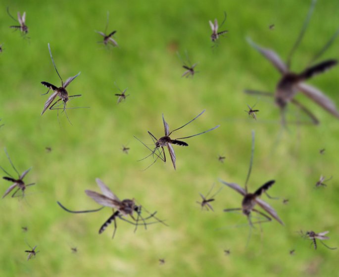 Dengue, Zika : 750 millions de moustiques genetiquement modifies relaches en Floride