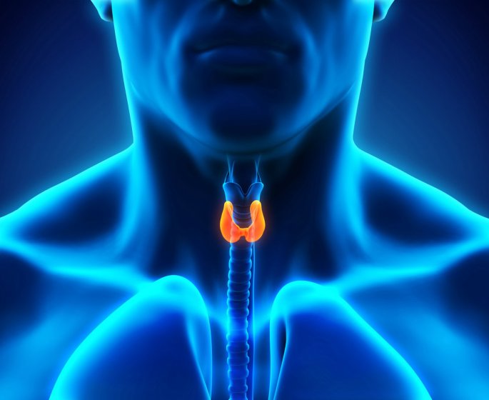 human thyroid gland illustration 3d render