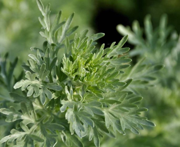 Artemisia annua : des risques cardiaques et neurologiques