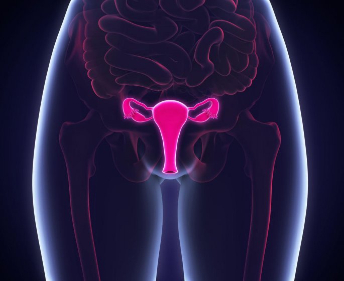 illustration de systeme reproducteur feminin 3d rendu