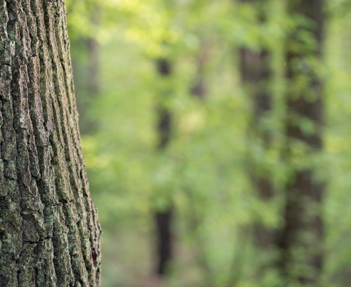 Infections nosocomiales : les ecorces d-arbres efficaces pour les soigner ?