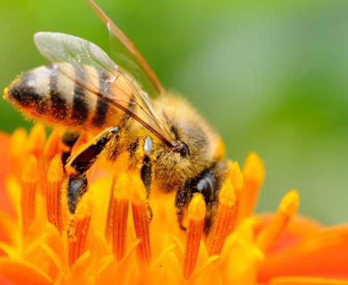 Piqure d-abeille : que faire en cas d’allergie, de gonflement et que mettre pour l’apaiser ?