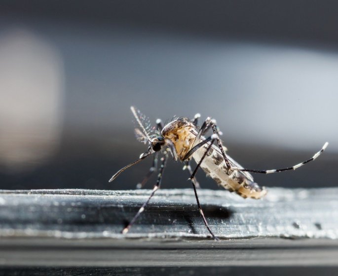 5 couleurs qui attirent les moustiques selon la science 