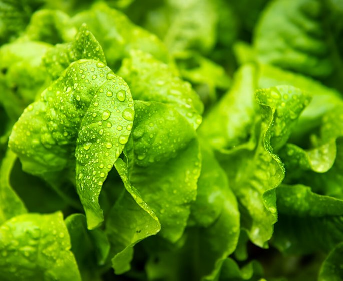 Certaines salades contiennent des produits suspectes d’etre cancerogenes