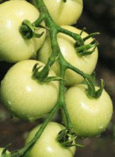 Confiture de tomates vertes et cannelle