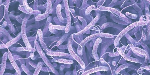 Cholera : symptomes, traitements, vaccin contre cette maladie diarrheique