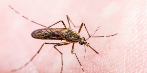 Piqure de moustique : comment soulager, eviter ces piqures qui grattent ?