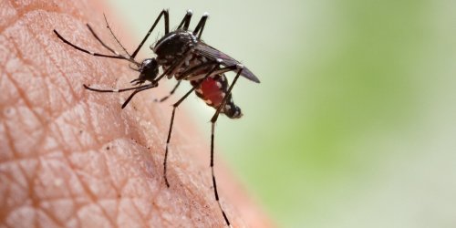 Dengue : bientot une menace en Europe ? 