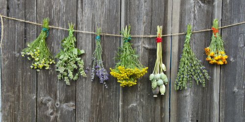 Quatre plantes medicinales a planter dans votre jardin