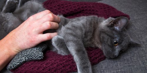 Pourquoi caresser votre chat peut vous tuer