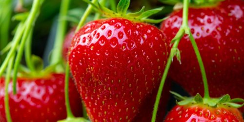 Maladies cardiovasculaires : manger des fraises reduirait vos risques