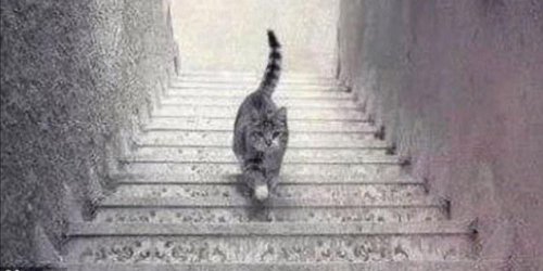 Illusion d-optique : ce chat monte ou descend l-escalier ? 