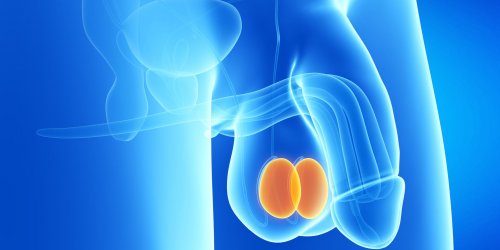 Cancer des testicules : symptomes, causes, diagnostic, traitements