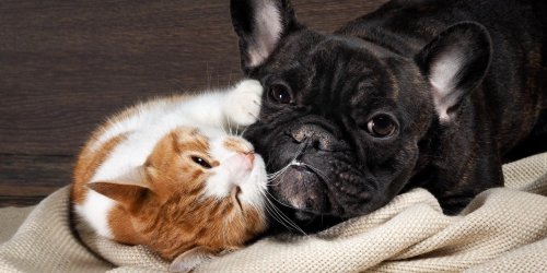 Traitement hormonal cutane : un danger pour les chiens et les chats, alerte l-Anses-ANMV