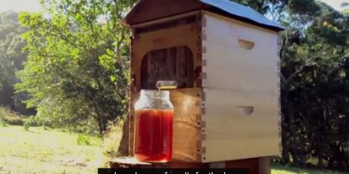 L-invention maline pour recolter du miel sans se faire piquer
