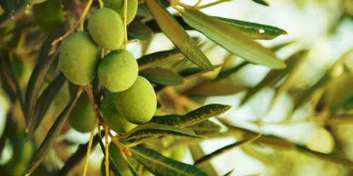 Hypertension : l-infusion de feuilles d-olivier comme remede naturel