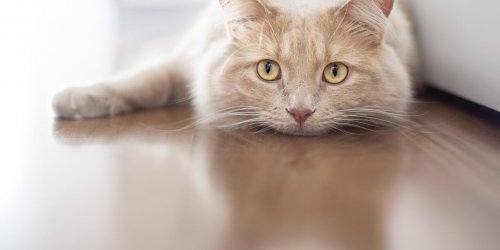 Infection urinaire chez le chat : le risque de complications
