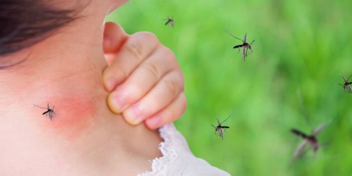 Piqures de moustiques : quelles sont les odeurs qui les attirent ? 