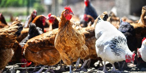 Grippe aviaire : symptomes, prevention et traitement
