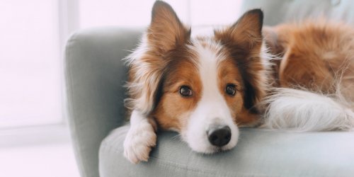 5 conseils pour proteger son chien de la grippe