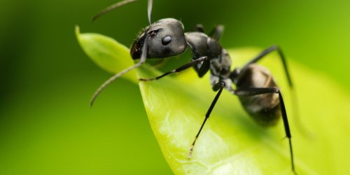 Cancer : des fourmis sont capables de detecter les tumeurs