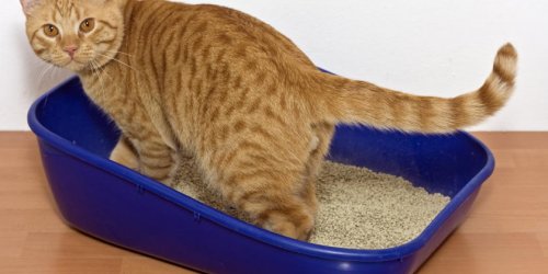Les excrements de chats : nouvelle arme anti-cancer ?