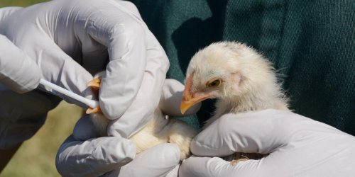 Grippe aviaire : apres H5N1, H7N9 ?