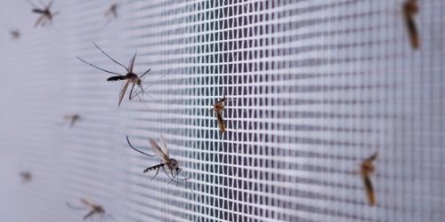 Moustiques : une moustiquaire qui protege aussi de la chaleur 