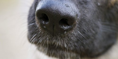 Le flair du chien pourrait detecter un cancer de la thyroide