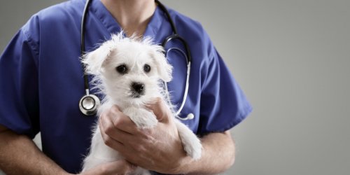 Covid-19 : les veterinaires peuvent aider a soigner les malades humains