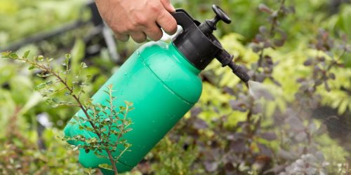 Roundup : alerte sur un produit de jardinage dangereux pour l-organisme